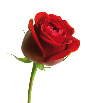 rosa vermella